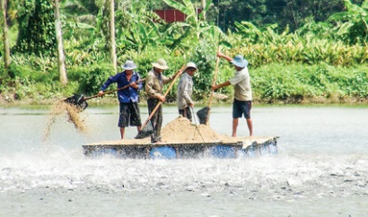 Chuỗi liên kết cá tra Tafishco