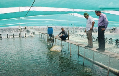 Cà Mau Nhân rộng những vùng nuôi tôm sạch
