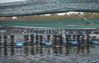 Tập đoàn Minh Phú và cách mạng nuôi tôm “công nghệ 2-3-4”