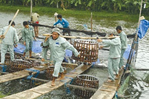 HUNG VUONG CORP Trại nuôi cá Tra đang tiến tới Chứng nhận ASC