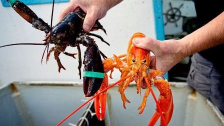 EU miễn thuế cho tôm hùm nhập khẩu từ Mỹ