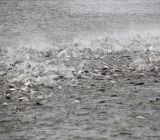 Seapriexco No4 Năm 2016 giá cá tra tăng là một lợi thế 