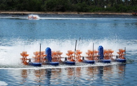 Dự báo xuất khẩu tôm Việt Nam thuận lợi hơn năm 2020