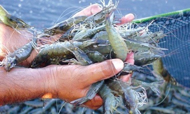 Tôm Ấn Độ Dự báo xuất khẩu lên 7 tỷ USD năm 2022