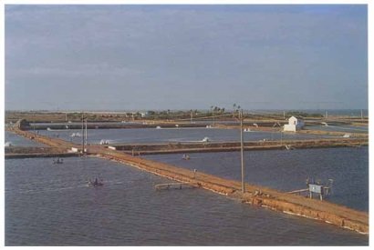 Xuất khẩu tôm của Ấn Độ dự kiến tăng năm 2017