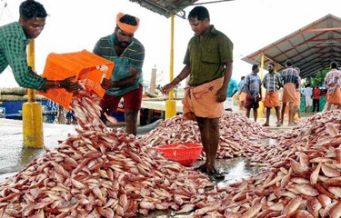Ấn Độ Xuất khẩu thủy sản đạt kỷ lục mới với 7 tỷ USD