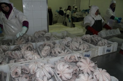 Morocco Sản lượng bạch tuộc giảm đẩy giá tăng