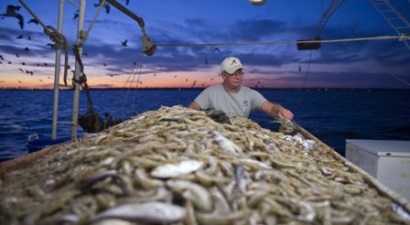 Vịnh Mexico (Mỹ) Sản lượng khai thác tôm thấp kỷ lục trong tháng 102018