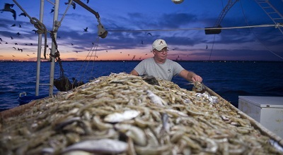 Vịnh Mexico Sản lượng khai thác tôm thấp kỷ lục