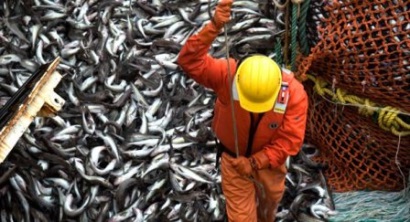 Giá nguyên liệu cá minh thái ở Trung Quốc tăng