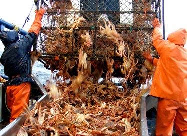 Tín hiệu tốt đối với cua tuyết Alaska