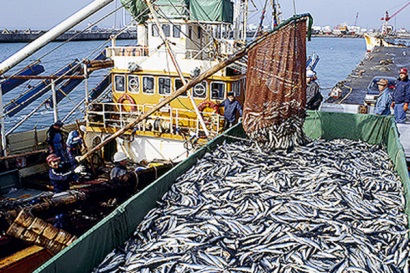 Ấn Độ đẩy mạnh tăng sản lượng cá