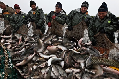 Ấn Độ Xuất khẩu thủy sản năm 2017 dự kiến tăng 12% 