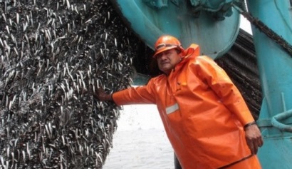 Peru dự kiến khai thác 5 triệu tấn cá cơm năm 2017