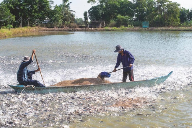 An Giang Ngành hàng cá tra đã khởi sắc trở lại