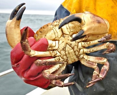 Anh Ngành cua nâu bị ảnh hưởng do coronavirus