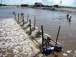 Tổng sản lượng thủy sản nuôi đạt 2,6 triệu tấn 