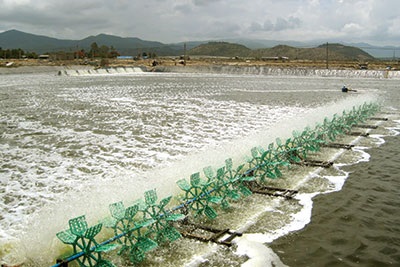 Hiệu quả mô hình đồng quản lý nguồn lợi thủy sản tại Bình Thuận