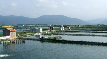 Phú Yên Nâng cao chất lượng, sức cạnh tranh sản phẩm tôm