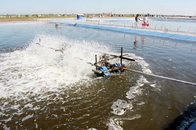 Cà Mau Kim ngạch xuất khẩu tăng