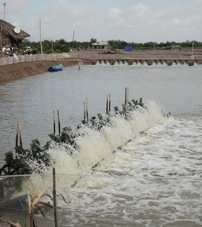 Ngành thủy sản phát triển đồng bộ cả về 3 mặt