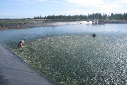 Tuy An (Phú Yên) Khuyến cáo không thả tôm nuôi vụ 3