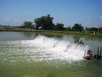 Thành phố Hồ Chí Minh Sản lượng thủy sản nuôi giảm 10%