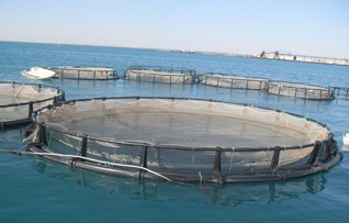 Chính phủ Morocco dự kiến đẩy mạnh nuôi trồng thủy sản