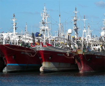 Phú Yên Sản lượng khai thác cá ngừ đại dương tăng 16,7% so cùng kỳ 