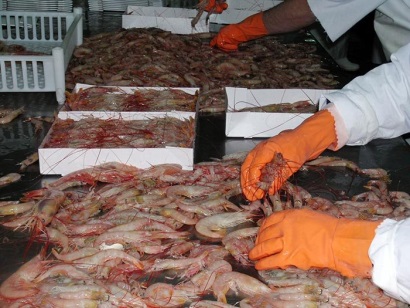 Argentina Sản lượng tôm, mực tăng trong tháng 12017