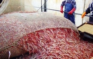 Argentina Sản lượng khai thác tôm giảm