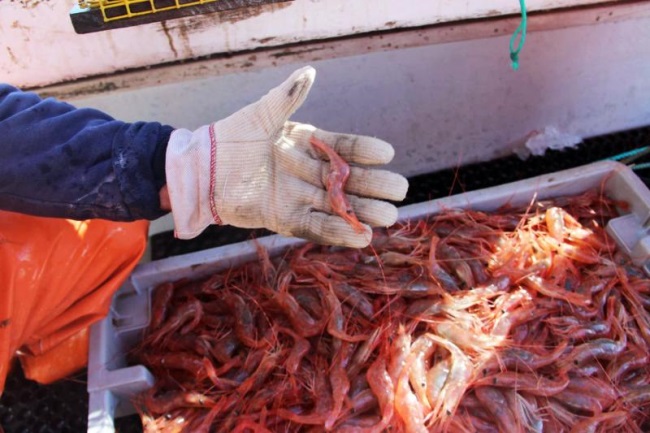 Sản lượng khai thác tôm hồng tại vùng ven biển bang Oregon của Mỹ tăng