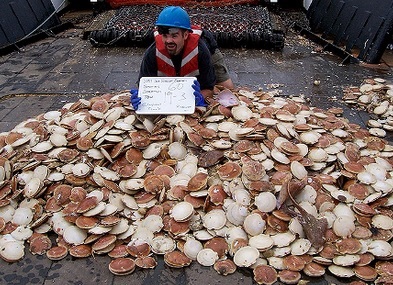 Giá sò điệp Đại Tây Dương tiếp tục giảm trong tháng 5