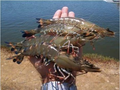 Ấn Độ Sản lượng tôm sú tăng trở lại 