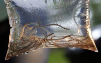 Nhật Bản Sản lượng cá chình giống thấp nhất lịch sử