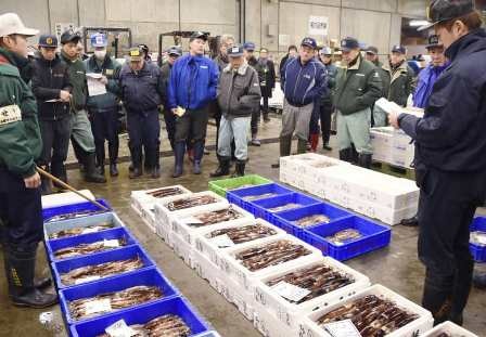 Nhật Bản Sản lượng mực khai thác tăng ở vùng Đông Bắc