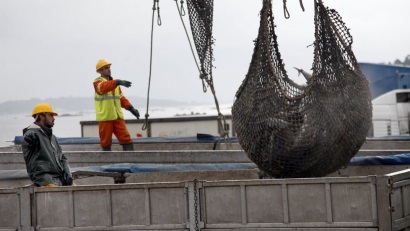 Peru tăng 80% lượng cá ngừ cập cảng nhờ biện pháp mới