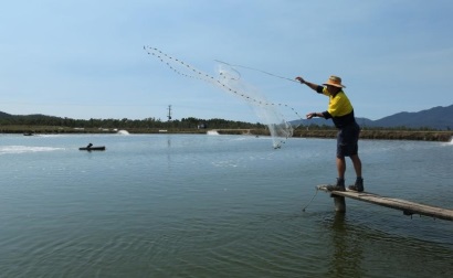 Dịch đốm trắng làm giảm nguồn cung tôm tại Australia