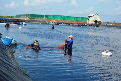 Hướng đến sản xuất bền vững