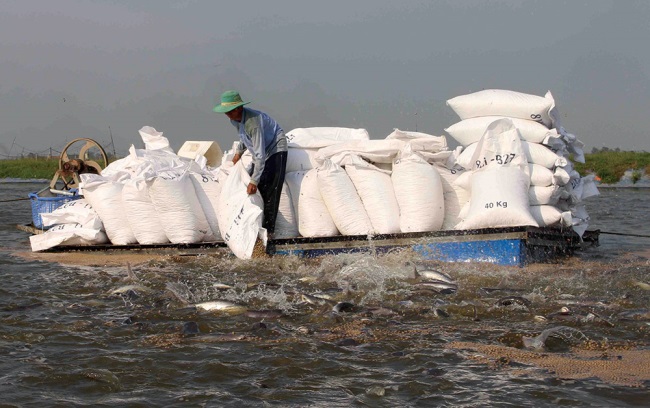 Thị trường tiêu thụ cá tra dần được phục hồi