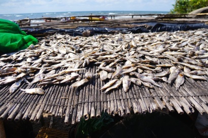 Bangladesh Sản lượng cá vượt mục tiêu ở Bogra