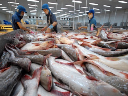 Sự thật về 20 tấn cá da trơn bị Mỹ trả về