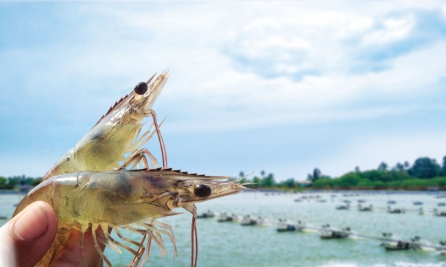 Bayer tăng cường công nghệ mới giúp quản lý môi trường ao nuôi tôm, thuỷ sản nước ấm