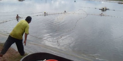 Belize Ngành tôm phục hồi sau EMS