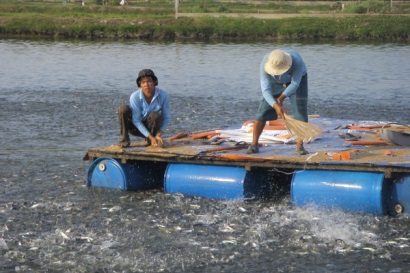 Bến Tre Diện tích nuôi cá tra theo quy trình sản xuất tốt chiếm 29%