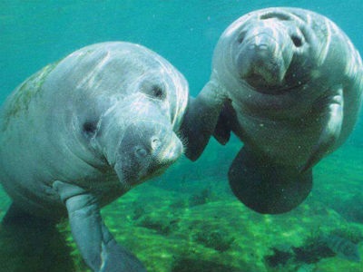 Hướng dẫn tuân thủ Các quy định nhập khẩu của Đạo luật bảo vệ động vật có vú dưới biển (tiếp)