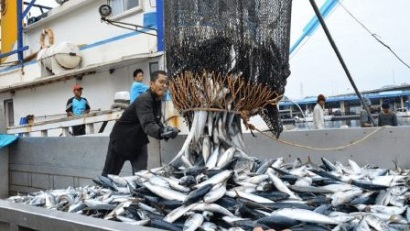 Do đâu, giá cá ngừ thế giới giảm mãi không tăng