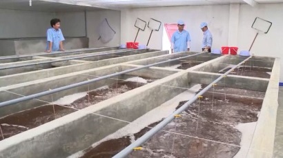 Bình Định ưu tiên phát triển nuôi tôm ứng dụng công nghệ cao