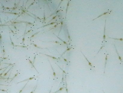 Bạc Liêu Phát hiện hơn 50 triệu con tôm giống không kiểm dịch tuồn vào thị trường