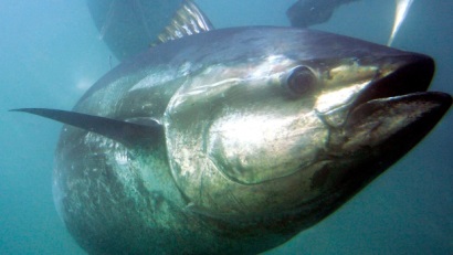 Cá ngừ vây xanh Đại Tây Dương sẽ không bị liệt kê vào danh sách các loài có nguy cơ tuyệt chủng